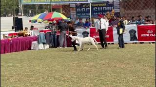 KCI Dog show 2025 Dogo Argentino won best of breed title .