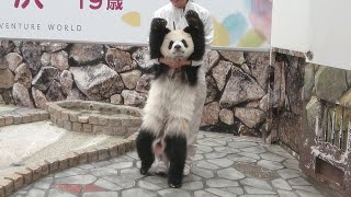 すごい格好（笑） バンザーイ、で帰っていく🤣 寝ていたら飼育員さんが迎えにきた🐼 最後の抵抗まで🤣 #彩浜 #アドベンチャーワールド