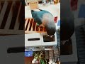 ボタンインコ屋根の上でコイン分別 shortsfeed