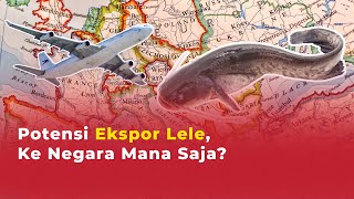 Ekspor Lele Indonesia, Patilnya Bikin Kamu Cuan