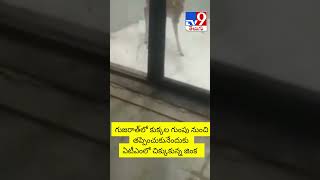 ఏటీఎంలో చిక్కుకున్న జింక !! - @TV9TeluguLive