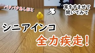 シニア セキセイインコ 全力疾走 budgerigar run like the wind