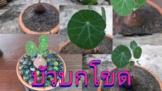 EP.204#บัวบกโขด#แนะนำไม้สวยน่าเลี้ยง#เกษตรในรั้วบ้านชาแนล