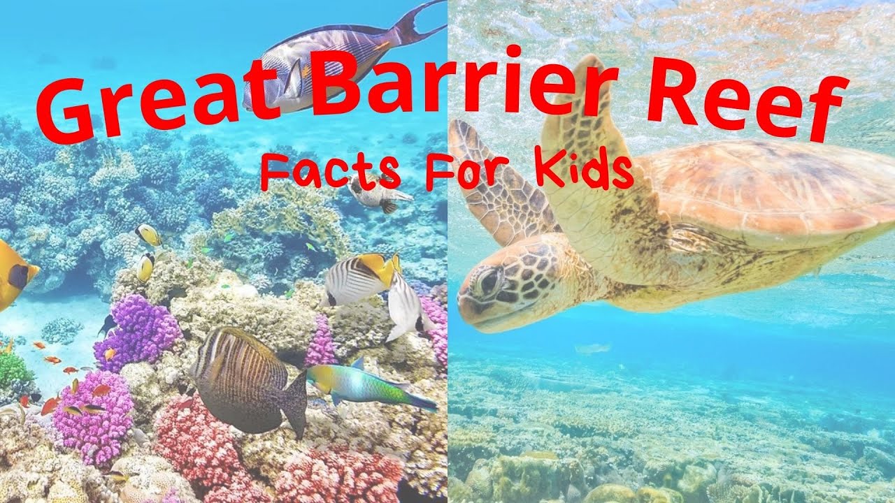 Great Barrier Reef Facts For Kids - YouTube