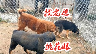 藏獒找老婆惊喜不断，在相亲对象罗威纳犬和狼狗之间举棋不定