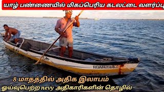 யாழில் மிகப்பெரிய கடலட்டை வளர்ப்பு/Largest seagrass farm in Jaffna/srilankanboyabi/srilankanabi