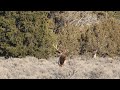 big bull encounter and huge herd of elk on the move in utah