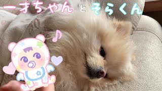 一才の赤ちゃんに寝かしつけられるポメラニアンがかわいい【ポメラニアン犬そら】