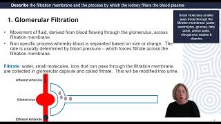 Urine Formation: Glomerular Filtration