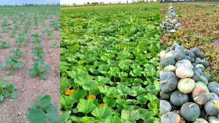 Growing dehydrated soup pumpin in a large field/Katta dalada suvsiz oshqovoq yetishtirish