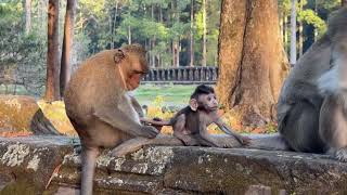 Baby monkey Patch being kidnapped