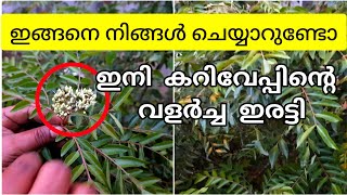 കറി വേപ്പിന് പൂക്കൾ വന്നാൽ| ഇതറിയാതെ പോകല്ലേ|Curry leaves cultivation