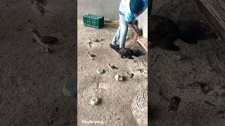 Desi murgi నాటు కోళ్ల పెంపకం देसी मुर्गी #desimurgi #poultryorg #देसीमुर्गी #chicken #poultry