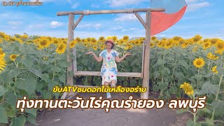 ทุ่งทานตะวันลพบุรี ไร่คุณรำยอง