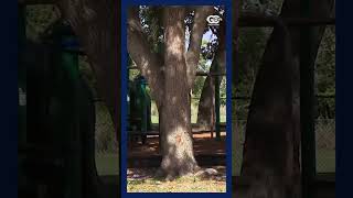 12-year-old arrested by Lee County deputies, accused of threatening people with a weapon