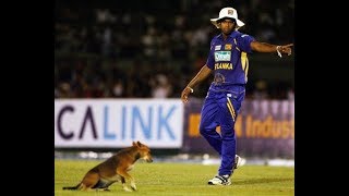 Top Ten Funny Animal Attacks In The History Of World Cricket