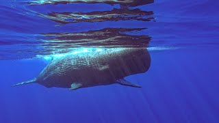 抹香鯨打哈欠？你累了嗎！ Sperm Whale