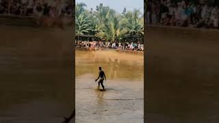 Kerala Kalapoottu cattle race. #kerala