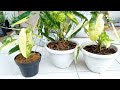 the easy way to make the leaves become giant philodendron burle marx variegata