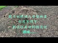 邻居家的樱花树，只可惜 ，是最后一次记录……4k