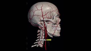 Dizziness and vertigo not going away?? #dizziness #vertigo #uppercervical