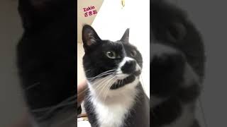 猫動画tuxedo-cat 😊おはようございます【#Shorts】白黒猫