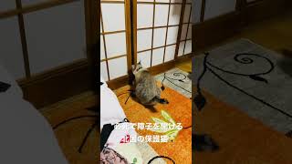 おばあちゃんに置いてきぼりにされた北国の保護猫😿追いかけようと必死に障子を開けている姿がいじらしい😽　#北国の保護猫  #保護猫   #shorts  #猫のいる生活