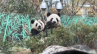 双子パンダ　シャオシャオとレイレイ 　パンダファミリー【2022年11月29日】【上野動物園】