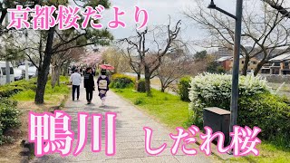 2024年3月31日 京都鴨川のしだれ桜🌸が満開 Cherry blossoms in Kyoto 【4K】 七条大橋〜五条大橋