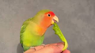 小松菜が食べれなインコ。Japanese mustard spinach