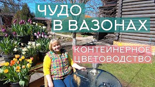 Контейнерное цветоводство: популярные и незаслуженно забытые цветы для посадки в садовые вазоны.