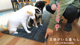 イタズラがすぎるので犯人を突き止めることにしました　#まめぐら