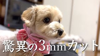 【トリミング】3mmカットにチャレンジしたらあられの無い姿になって帰って来ました笑【マルプー/Maltipoo COCO】