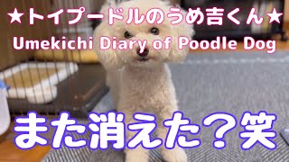 また消えた？笑 ★トイプードルのうめ吉くん(1396日目)★Umekichi Diary of Poodle Dog