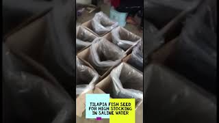 short no 1 तिलपिया मछली बीज खारे पानी में उच्च भंडारण के लिए | Tilapia Fish Seed For in Saline Water