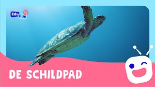 De Schildpad - Kinderen Ontdekken, Leren En Lachen Met EduFunTV