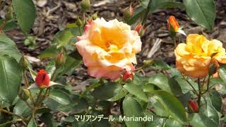 さかき千曲川バラ公園　オーナーバラ園　バラ図鑑　Sakaki Chikuma River Rose Park Owner Rose Garden