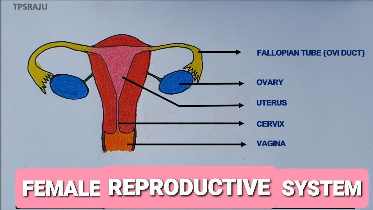 Female Reproductive System Of Humans With Diagram Biology