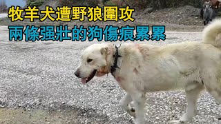 牧羊犬遭野狼圍攻，兩條強壯的狗傷痕累累，牧羊犬與無人機完美配合，識破狼群調虎離山戰術，狼群戰術被徹底粉碎！