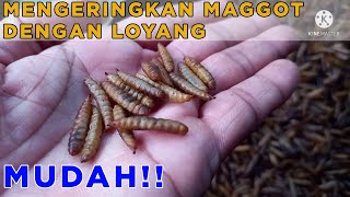 PENGERINGAN MAGGOT DENGAN LOYANG | Budidaya Maggot BSF