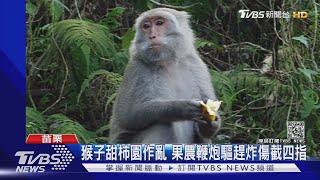 果農驅猴鞭炮炸傷手 東方白鸛瀕危電桿加絕緣防觸電｜TVBS新聞