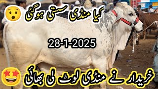 Malir Mandi Latest January 28 2025 Update||Cow Mandi Latest 2025 ||Mandi 2025||Vlog with osama