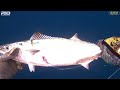 pescasub tonno gigante pesca al dentice giant bluefin tuna spearfishing 2024