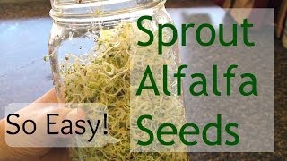 How To Grow Sprouts (How To Grow Alfalfa Sprouts)