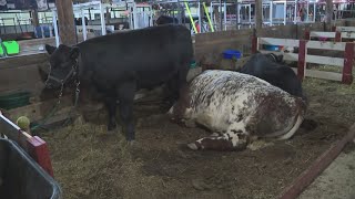 2024 Lorain County Fair underway