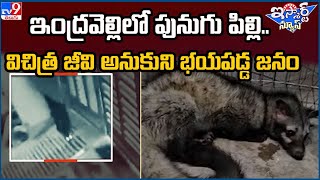 iSmart News : ఇంద్రవెల్లిలో పునుగు పిల్లి.. విచిత్ర జీవి అనుకుని  భయపడ్డ జనం - TV9