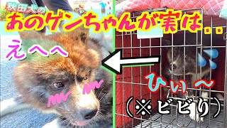 ビビりな秋田犬・ゲンちゃんって実は...こんな一面があったんです😄【秋田犬保存会】#japaneseakita