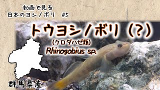 【日本産淡水魚】動画で見る　日本のヨシノボリ　#5　トウヨシノボリ（？）【群馬県産】