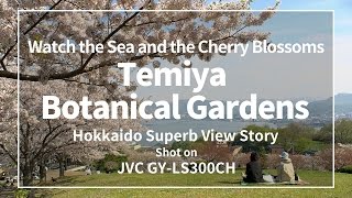 【4K】手宮緑化植物園の桜 - 小樽市 2016 Cherry Blossoms in Temiya Botanical Gardens, Hokkaido Japan【UltraHD】