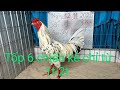 @traiganghitranhoangvinhlon600 0989240640 Zalo xem 🐔 Hoàng vĩnh long 12/11/2024